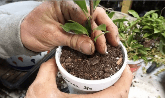 Propagating Pieris Japonica