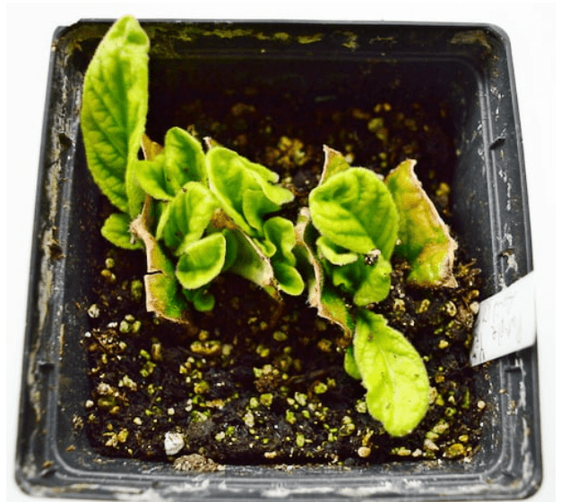 Propagating Streptocarpus Plant