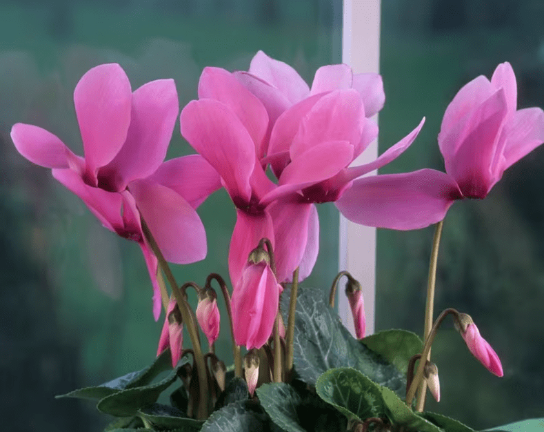 Propagating Cyclamen