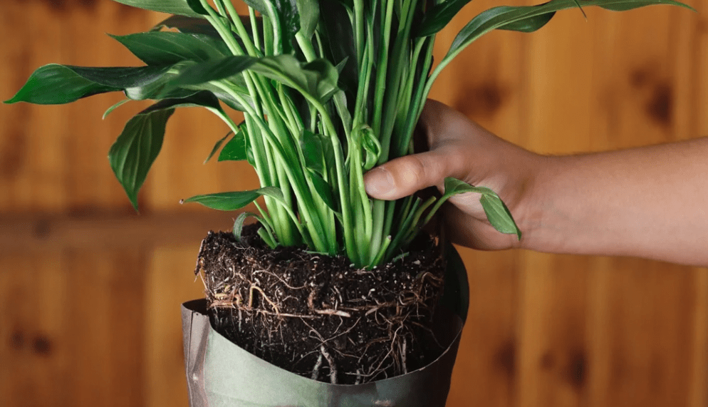 Propagation of African Lily Plant