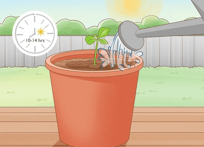 Proper watering techniques