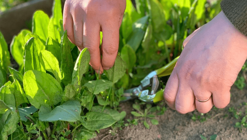 Pruning Tips