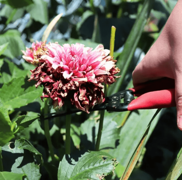 Pruning and Deadheading