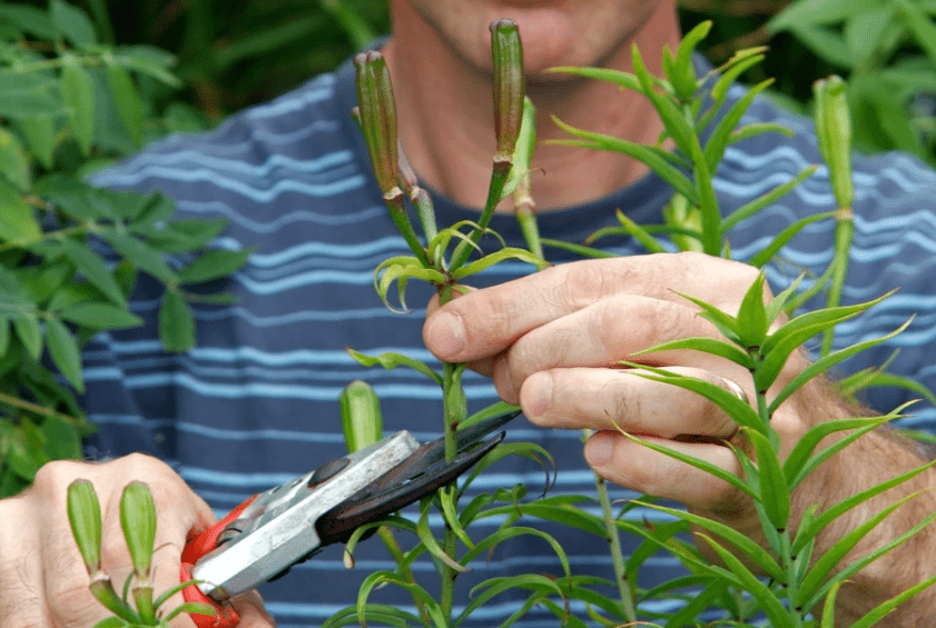 Pruning and Deadheading