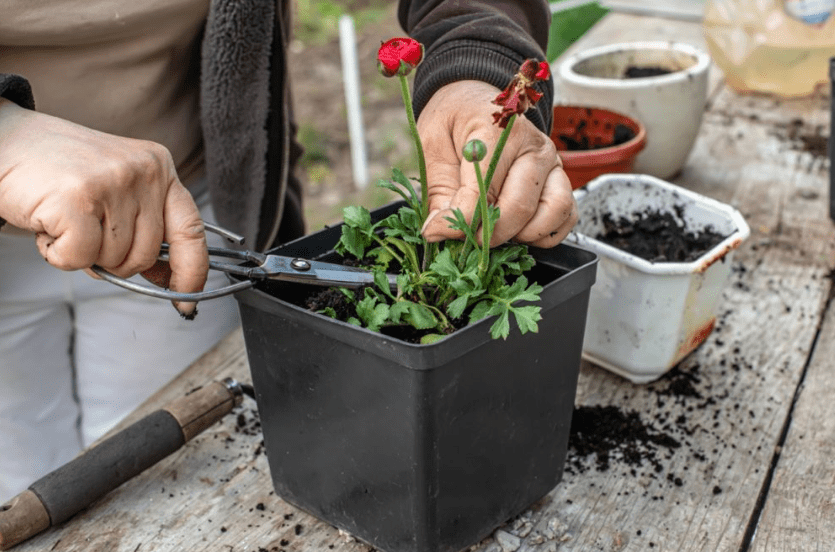 Pruning and Deadheading