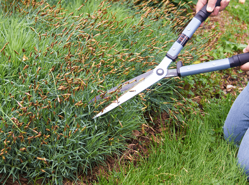 Pruning and Deadheading for Continuous