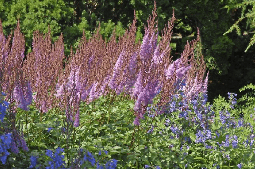 Pruning and Deadheading