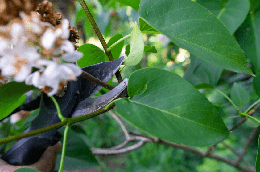 Pruning and Shaping