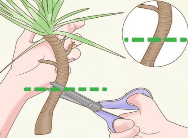 Pruning and Shaping