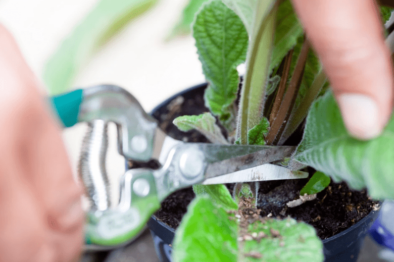 Pruning and deadheading