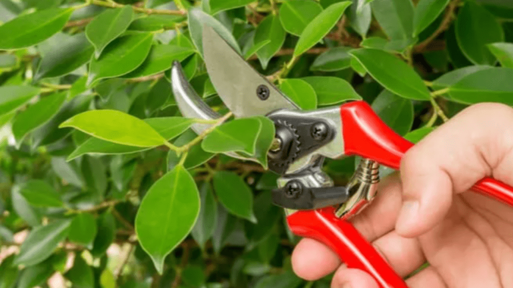 Pruning rubber tree