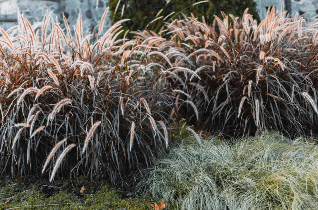 Ornamental grasses with reddish plumes next to fine, wispy green grass.