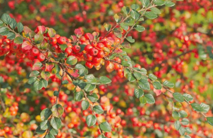 Pyracantha (Firethorn)