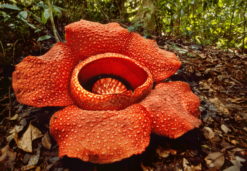 Rafflesia arnoldii