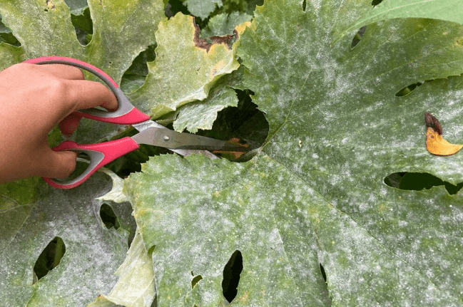 Remove Dead or Damaged Leaves