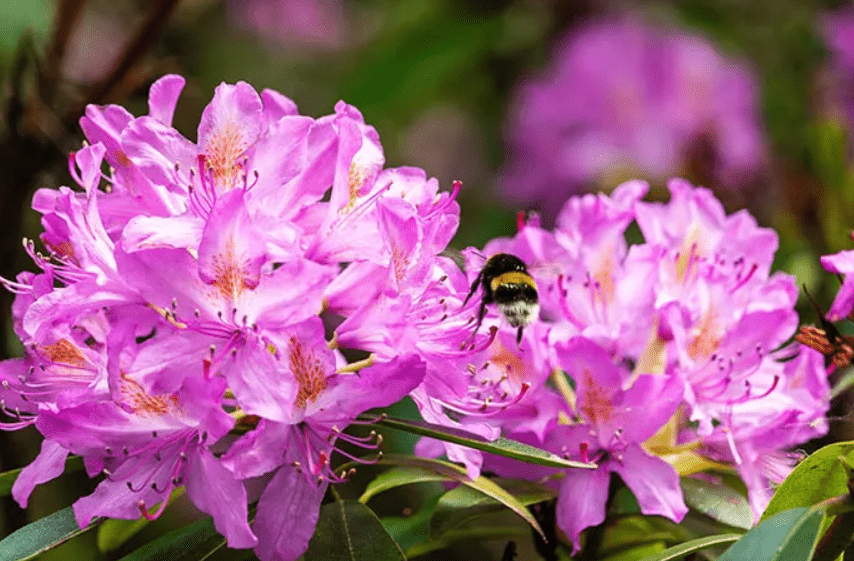 Rhododendrons