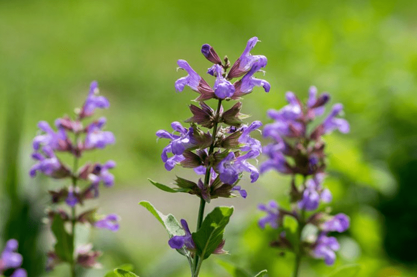 Salvia