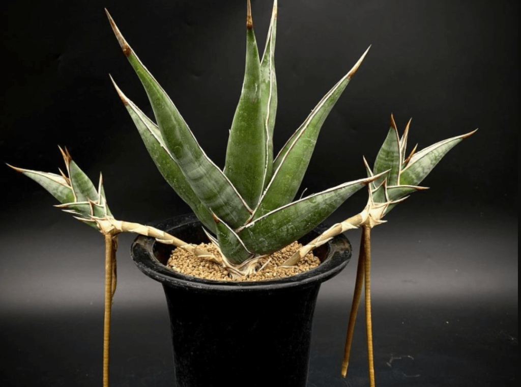 A potted Sansevieria pinguicula displays its distinctive spiky green leaves with yellow edges and brown tips, arranged in a radial pattern, against a dark backdrop