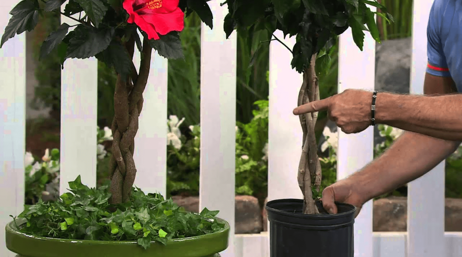 repotting hibiscus tree