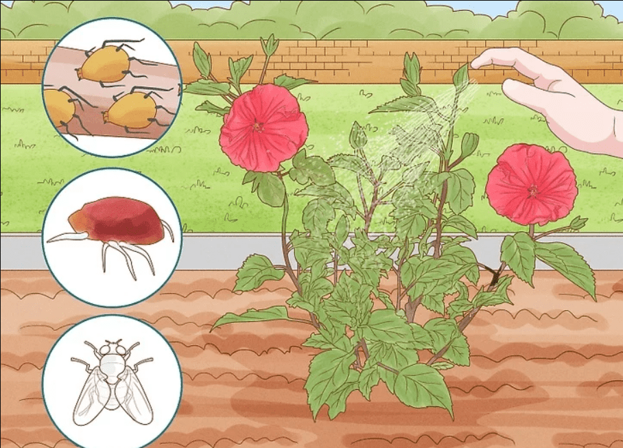 spraying hibiscus tree