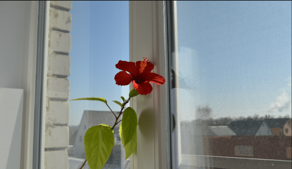 indoor hibiscus tree