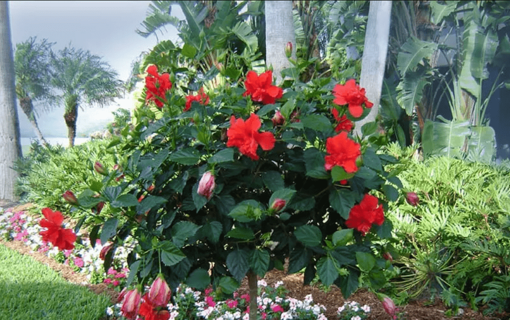 hibiscus tree