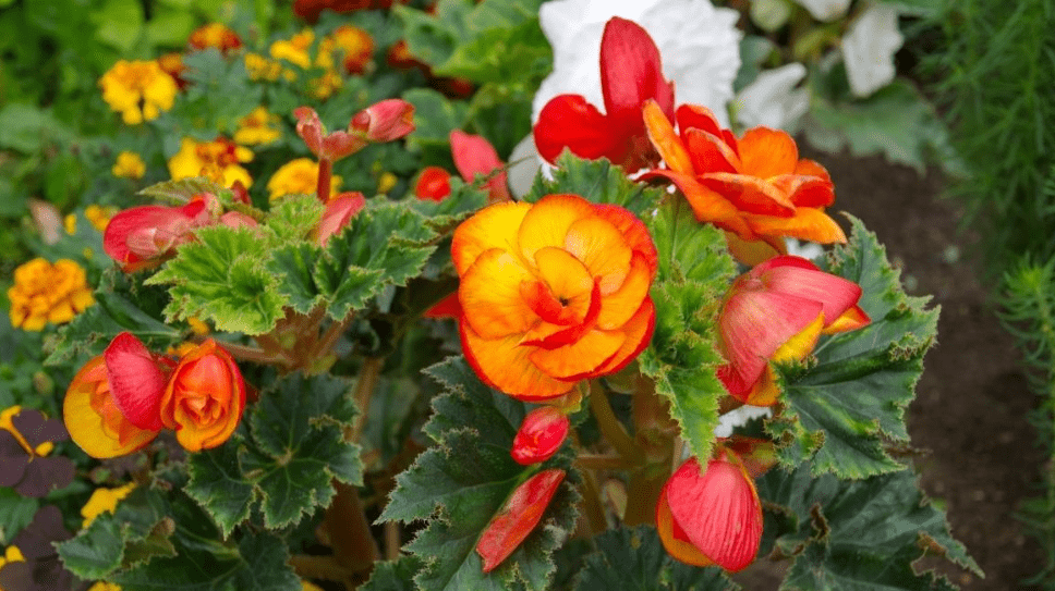 Begonias Perennials