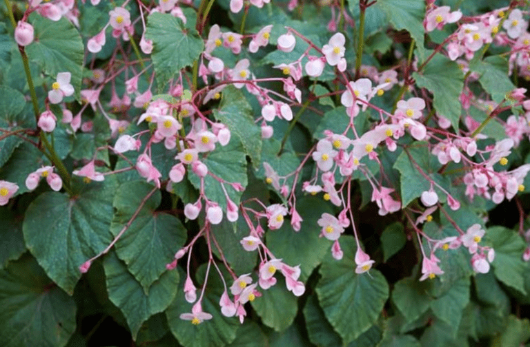 Hardy begonias 