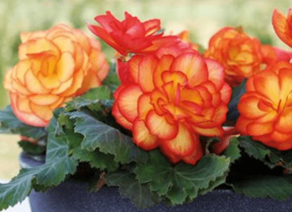  Tuberous begonias