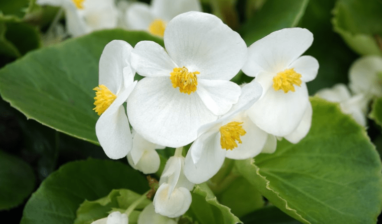 Wax begonias 