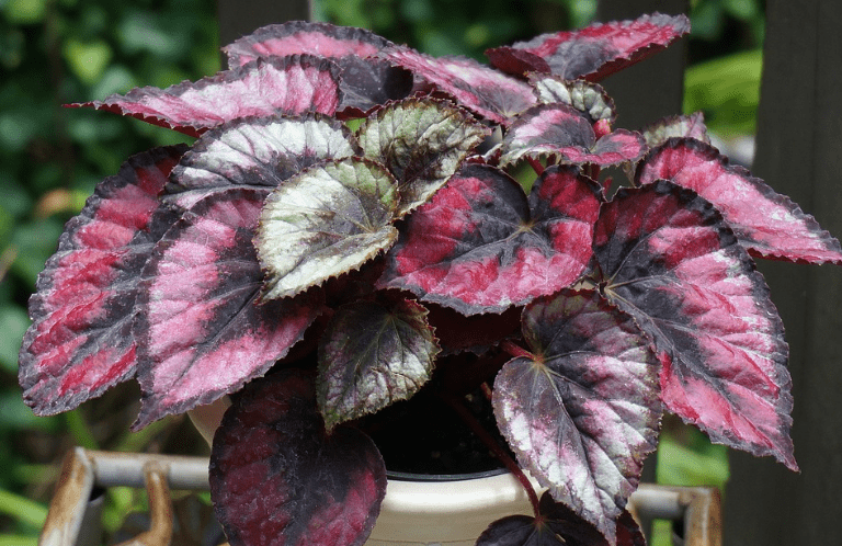 Rex begonias 