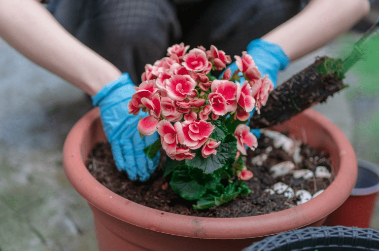 Best time to plant begonias Perennials