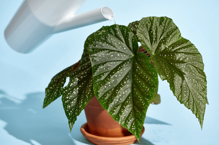 Watering guidelines for begonias Perennials