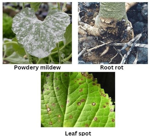 Common diseases in begonias 