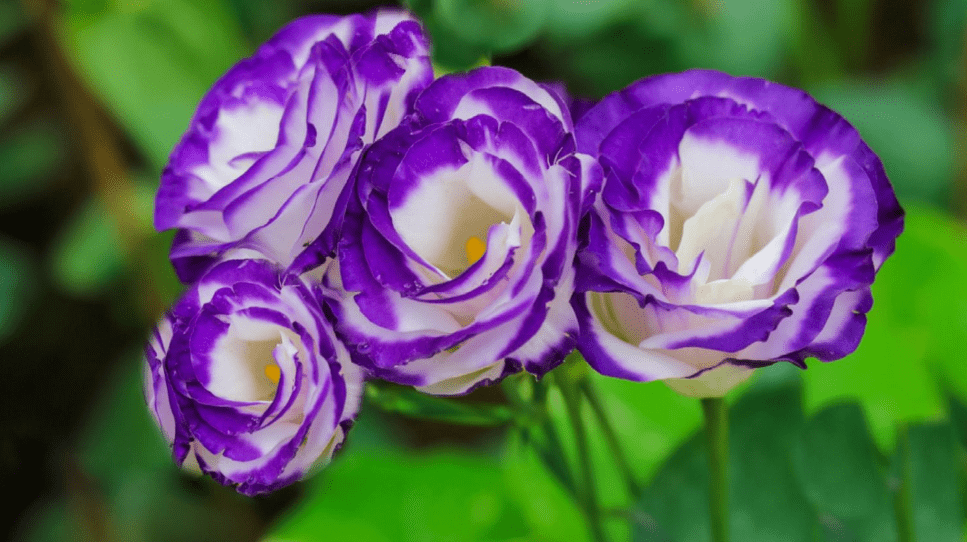 Lisianthus Plants