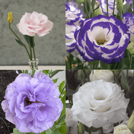 Popular lisianthus varieties