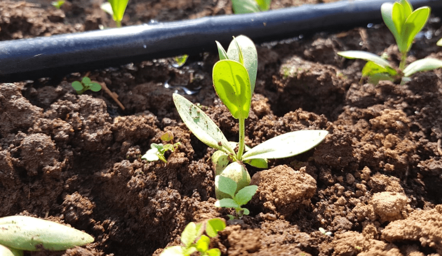 Best time to plant lisianthus 