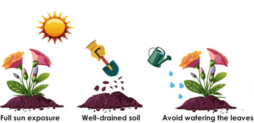 Watering requirements 