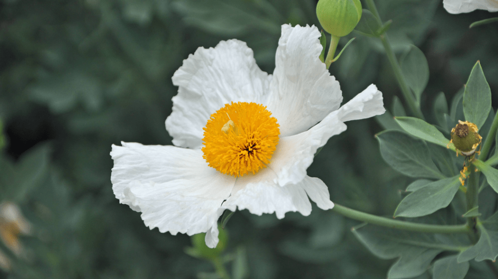 Romneya Poppy