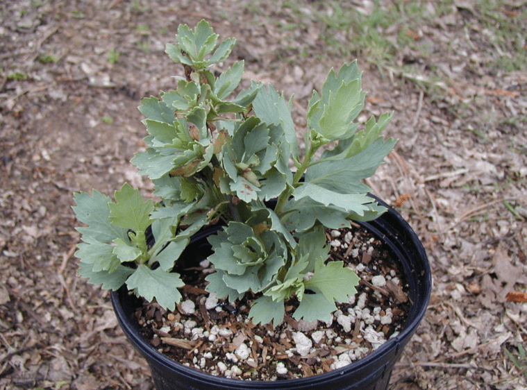 Best time to plant Romneya poppy 