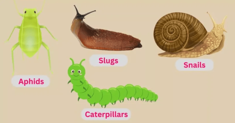  Common pests affecting Romneya poppy