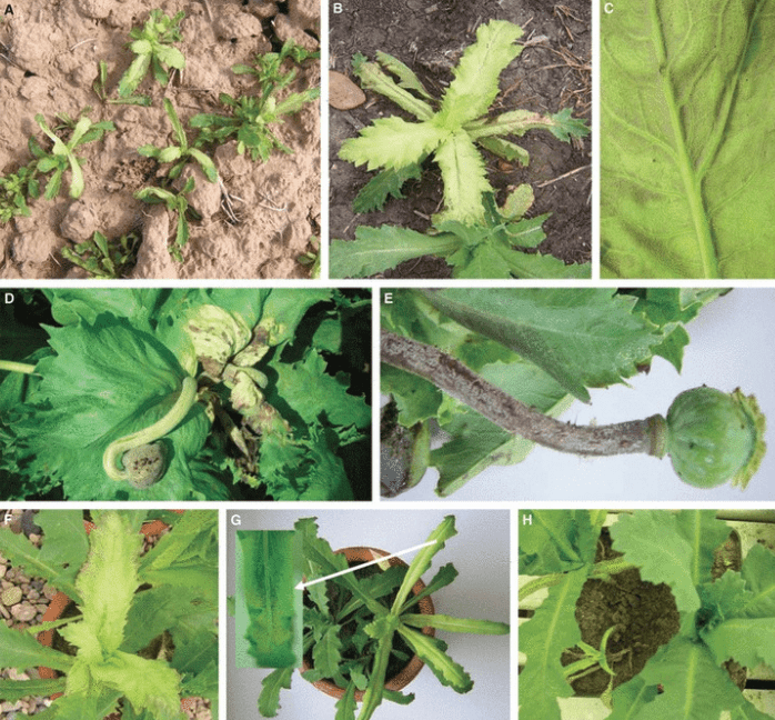 Common diseases in Romneya poppy 