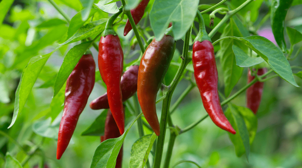 Skinny Red Chili Peppers