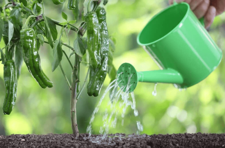  Watering requirements 