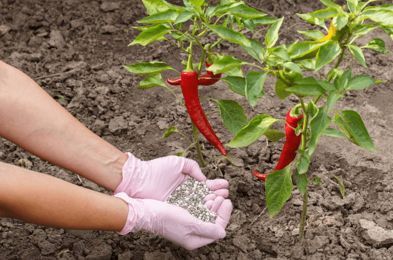 Fertilizing skinny red chili peppers