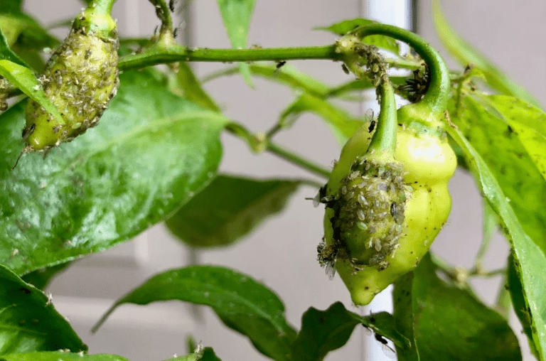  Common pests affecting skinny red chili peppers