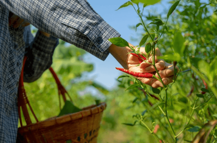 Harvesting technique