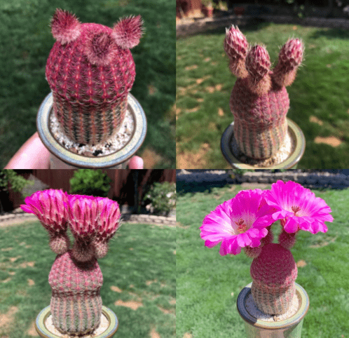 Rainbow cactus varieties