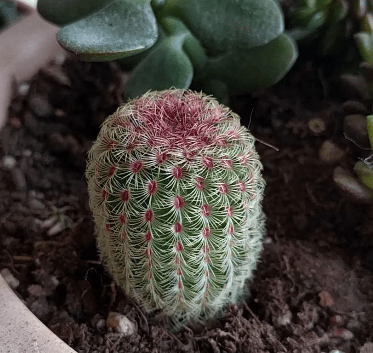 Rainbow cactusPruning and grooming