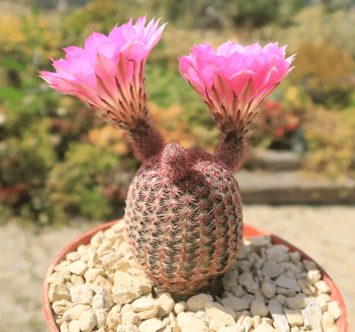 Outdoor landscaping ideas of rainbow cactus